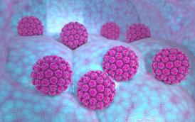 Papillomavirus humain.